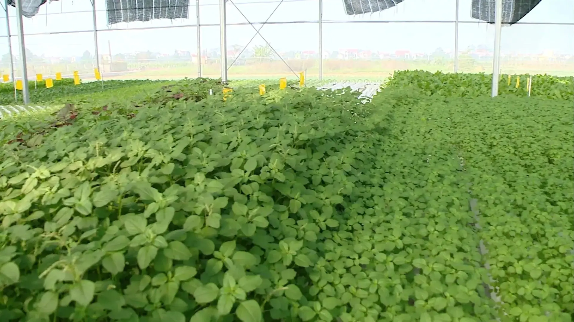  Mô hình hữu cơ - hướng đi của nông nghiệp Hà Nội | Chuyện ở ngoại thành | 01/11/2025